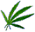 weed-4